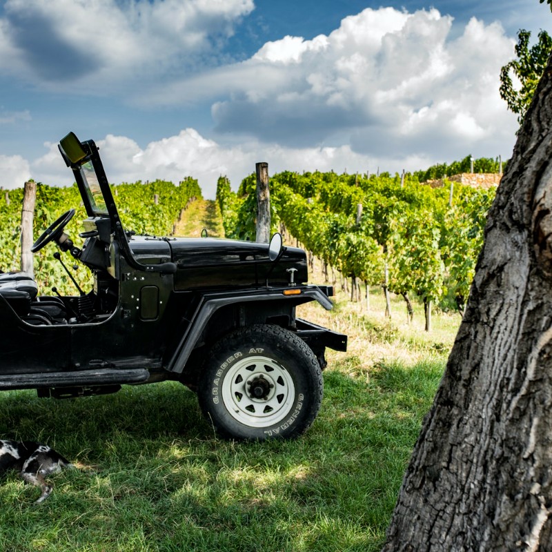 Mahindra Vineyard Tour